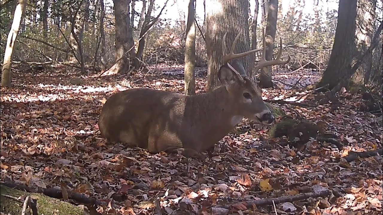 A Whitetail buck takes a break during the Rut