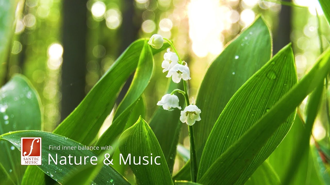 Fragrant Forest Flowers | Natursinfonie Im Wald | HD Relaxing Naturesounds & Music | Santec Music