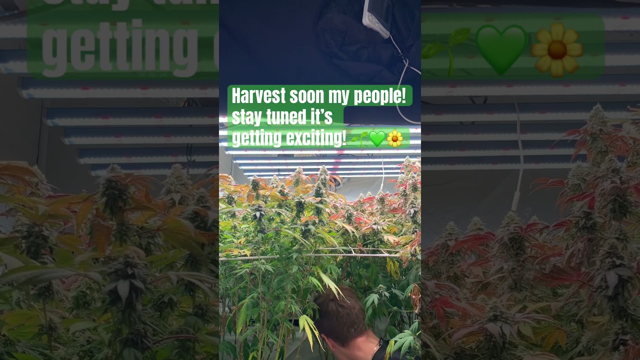 Medical flower (britscotti) late flower 💚🔥🌼 #growyourown  #organiccannabis ​⁠​⁠@DankOfEngland