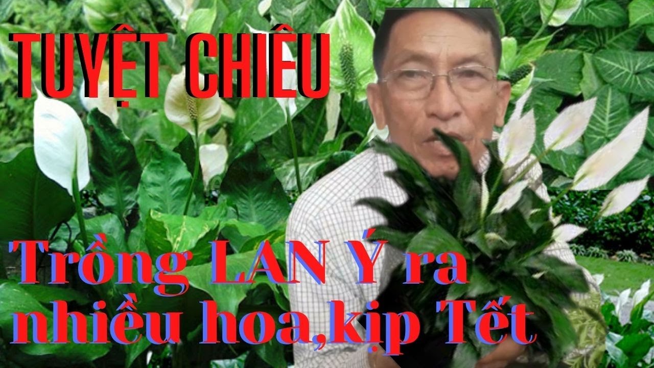 Hướng Dẫn Chi Tiết Cách Thay Đất Cho Cây Lan Ý Cho Ra Hoa Chuẩn Đẹp Kịp Tết /😙Thuy Lien Vlog