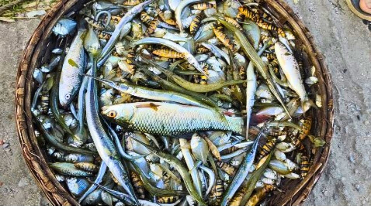 Sylhet Haor Fish Market  Where Nature Meets Freshness!