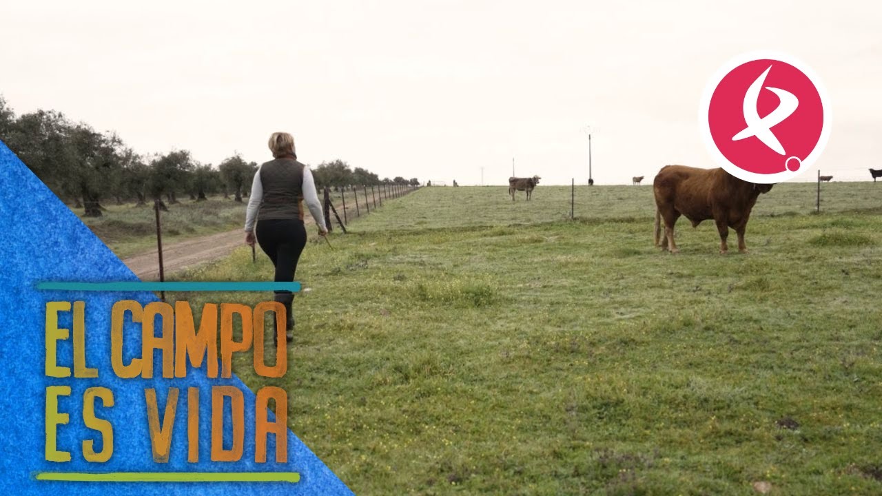 El toro abre puertas de Pilar | El campo es vida