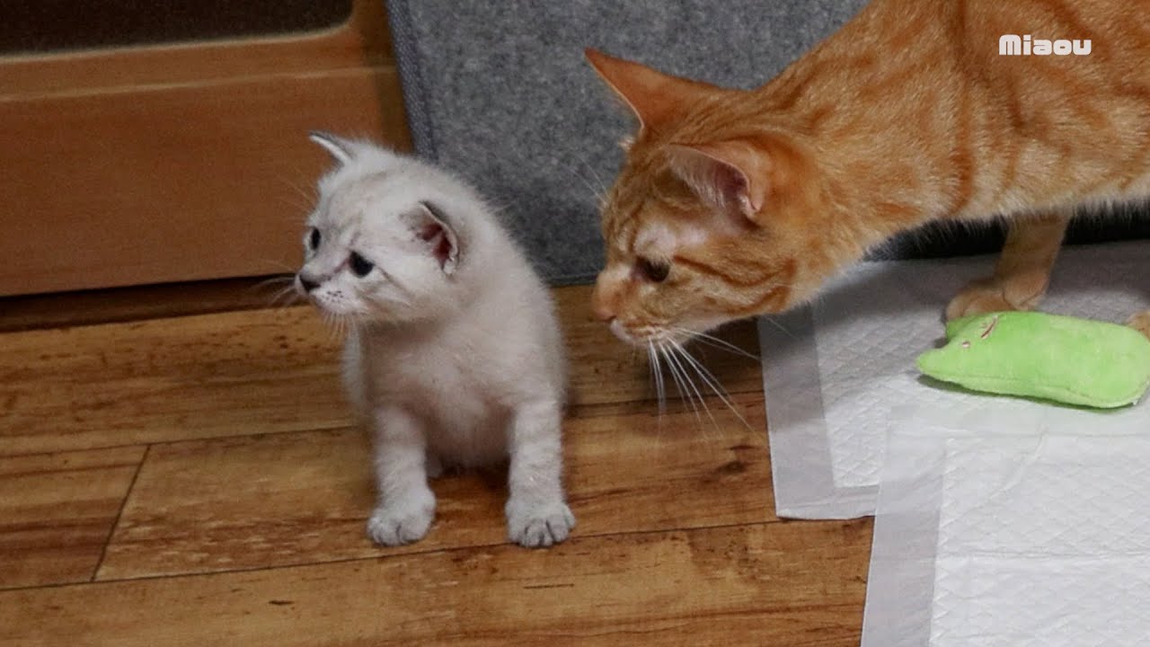 Встреча с котенком, но не трогать его за попу! Перетягивание каната между мной и кошками.