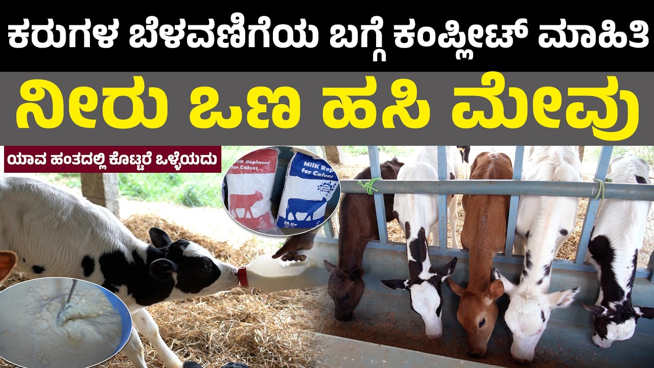 Nutrition management in Calves II ವಿಶೇಷವಾಗಿ ಕರುಗಳ ಬೆಳವಣಿಗೆಗೆ II Serval Milk Replacer I dairy farm