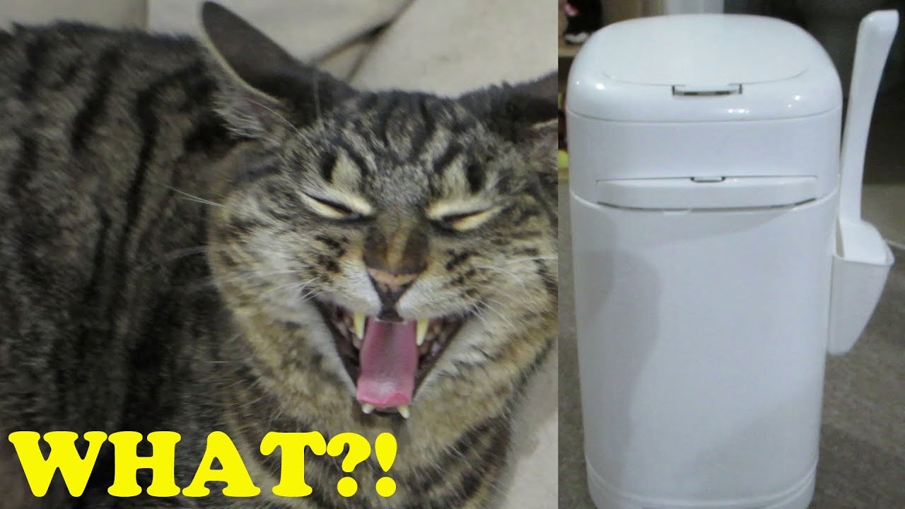 DIAPER GENIE FOR CATS?! - Radical Riley Ep. 13