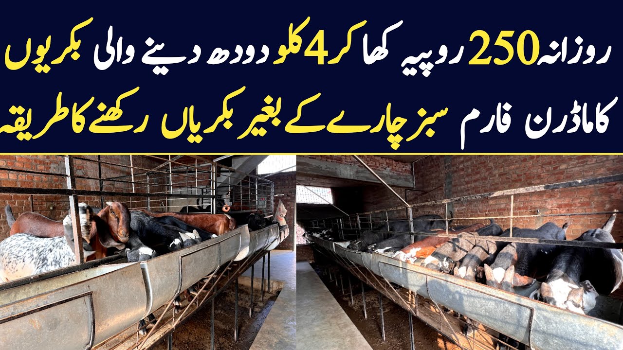 Goat Farming