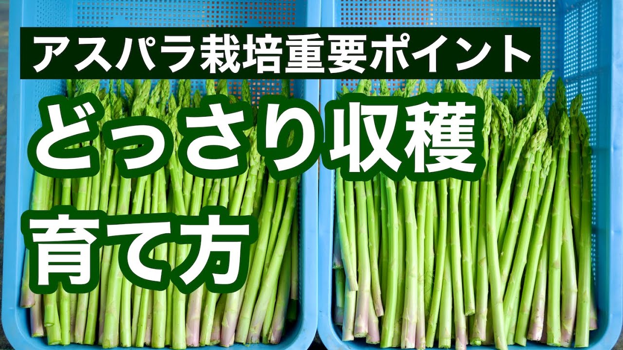 【アスパラガス栽培】アスパラを早くたくさん収穫できる育て方のポイント