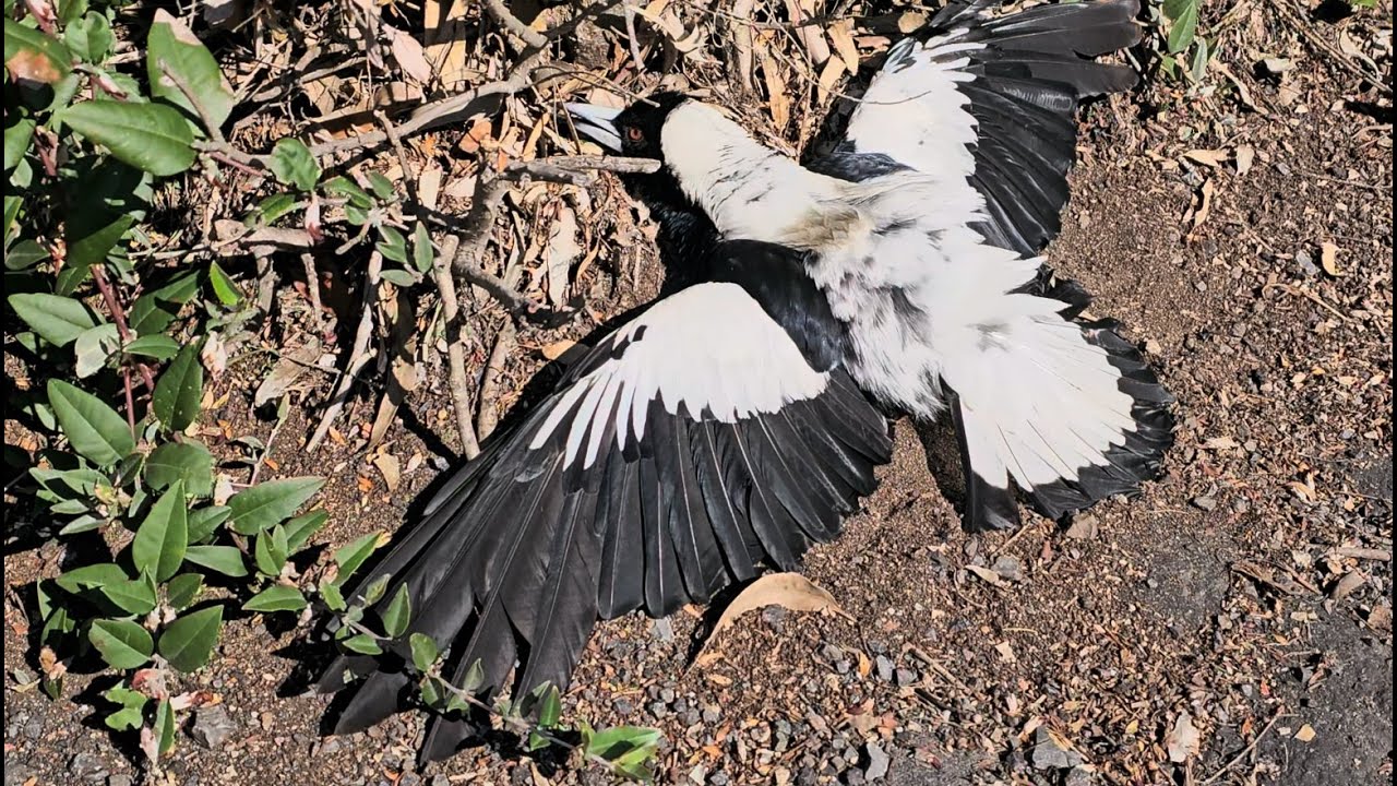 What is this Magpie doing? #magpies #cleverbird #smartbird #unusually #crazybird #funnybird #birds