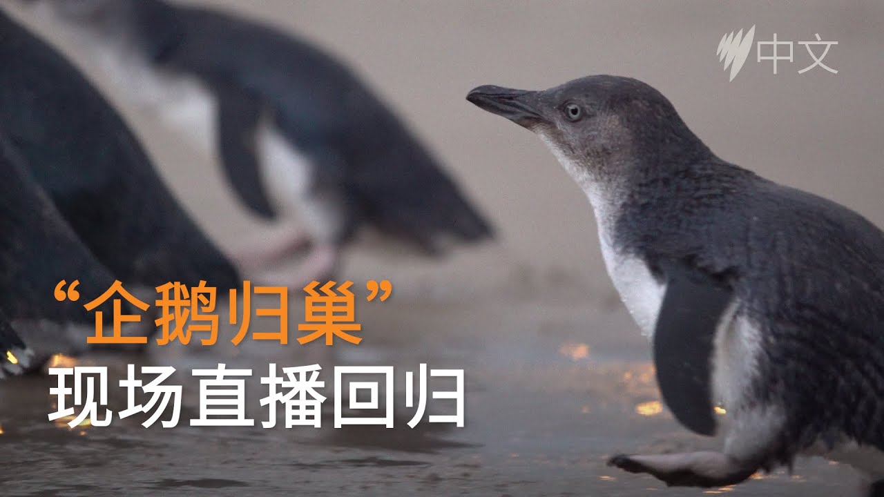 墨尔本企鹅归巢直播再度开启 可爱的企鹅宝宝正在上岸哦 | SBS中文