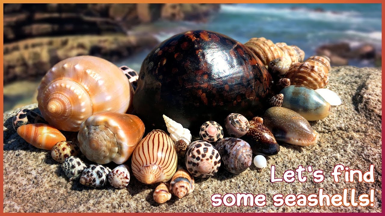 Finding Seashells in Rock Pools | Huge Humpback Cowrie [Virtual Shelling]