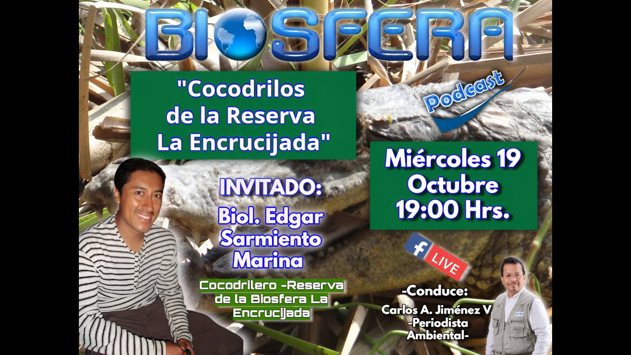 184- Cocodrilos de la Reserva La Encrucijada