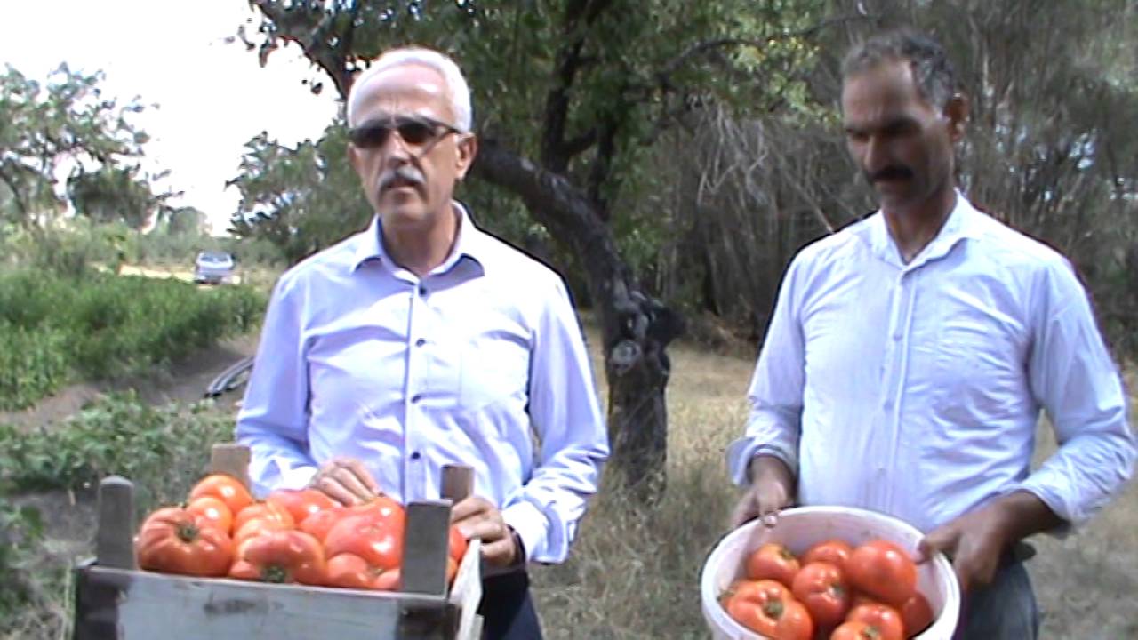 Şaka değil gerçek, Mikoriza Mantarı ile rekor büyüklükte domates üretildi!