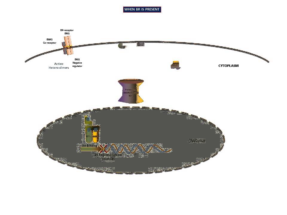 Brassinosteroid signaling mechanism-animated