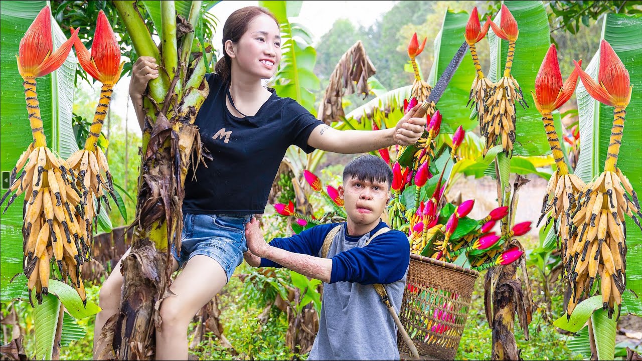 Harvesting FIRE BANANA ( Red Forest Banana ) Goes to the market sell - Cooking - Lý Thị Hoa