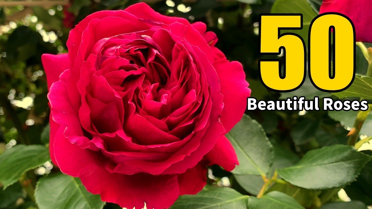 50 Beautiful Roses of the World🌹｜世界で人気のバラ50選