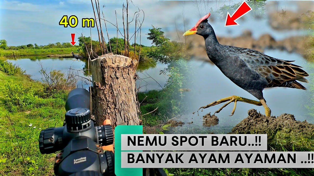 HUNTING‼️NEMU SARANG BURUNG AYAM