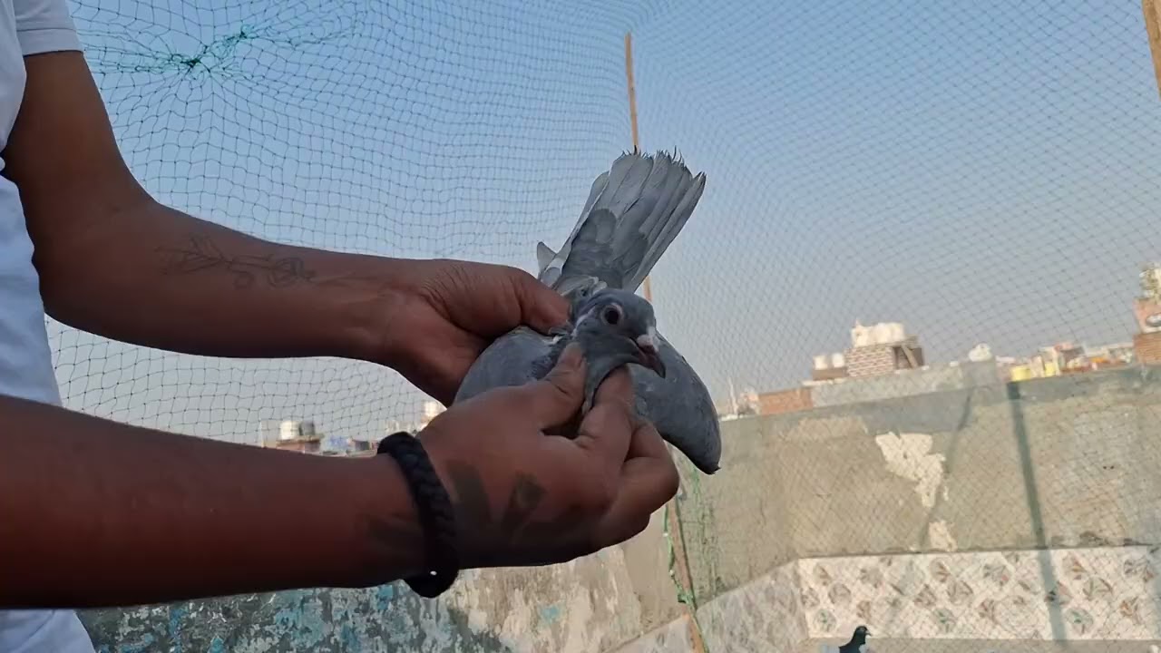 Dosto new pigeon 🕊🕊🙏