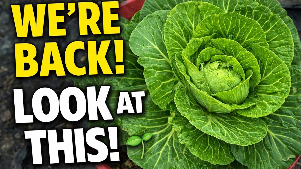 🌱 We’re Finally Back in the Garden | Real Life Garden Reset. 