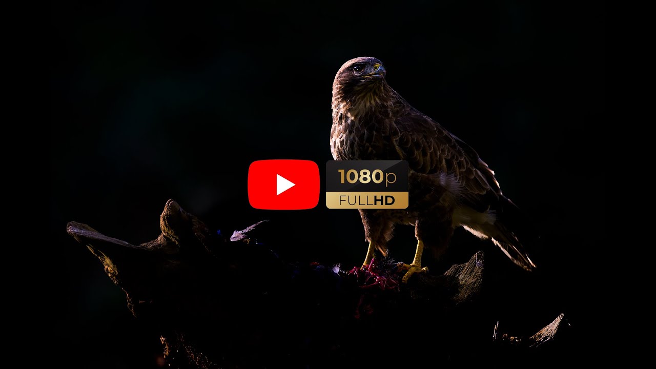 Wild Buzzard Hide & Barn Owls