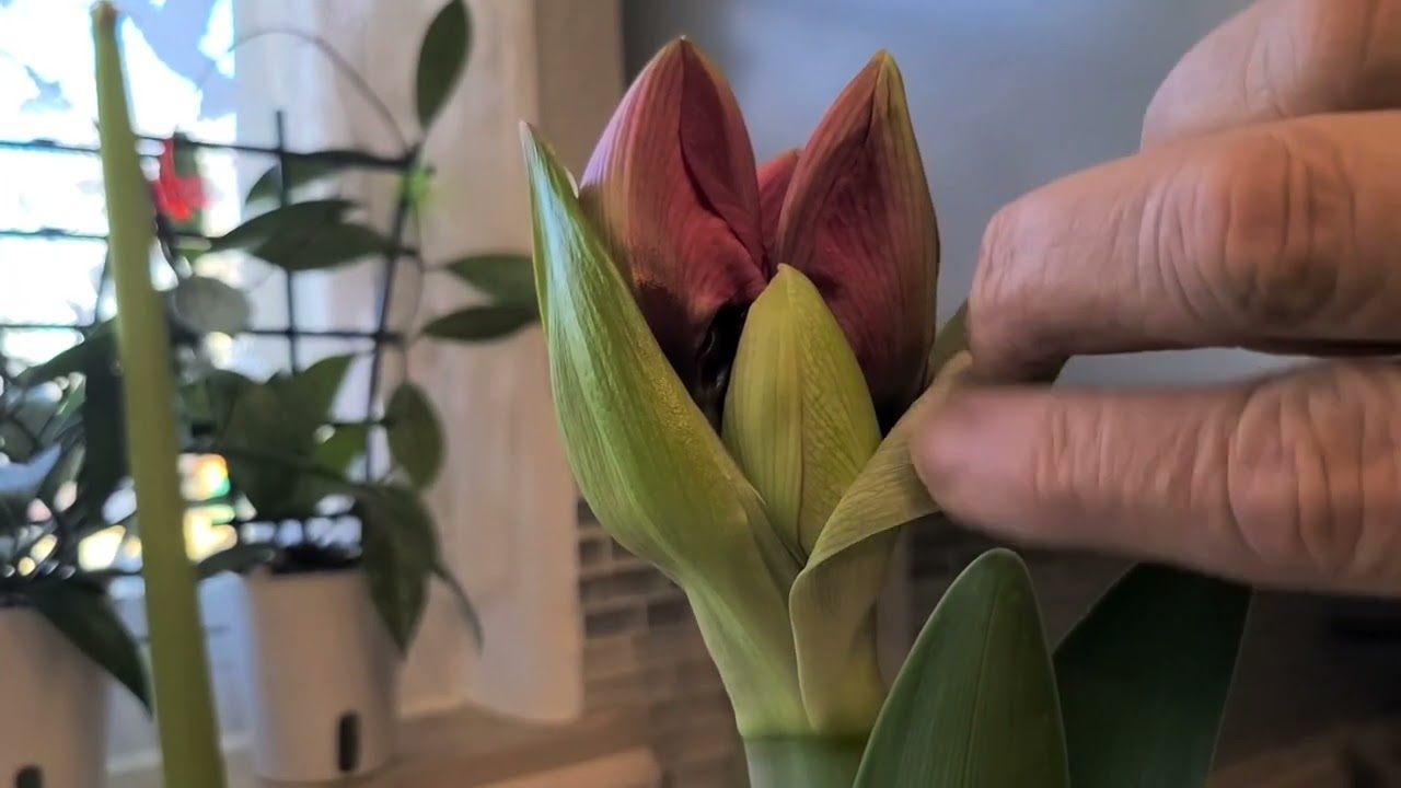 Amaryllis bulb/bud/bloom update