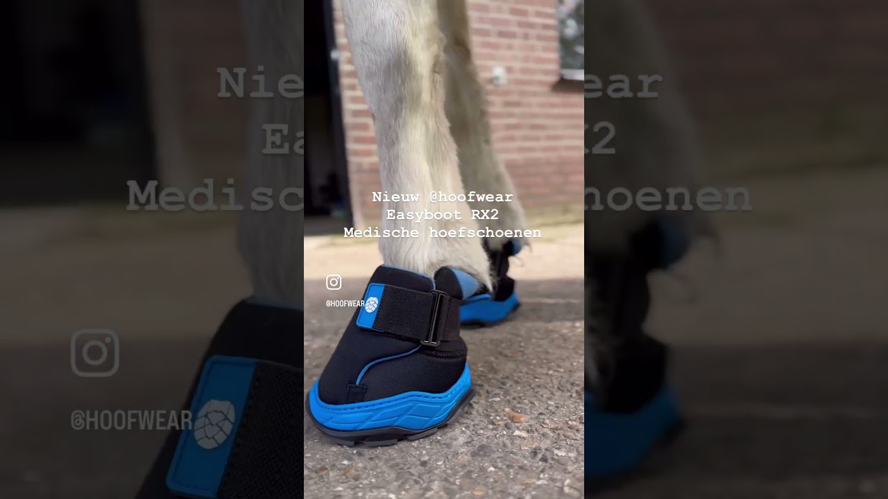 Medical hoofboot Easyboot RX2 at HoofWear