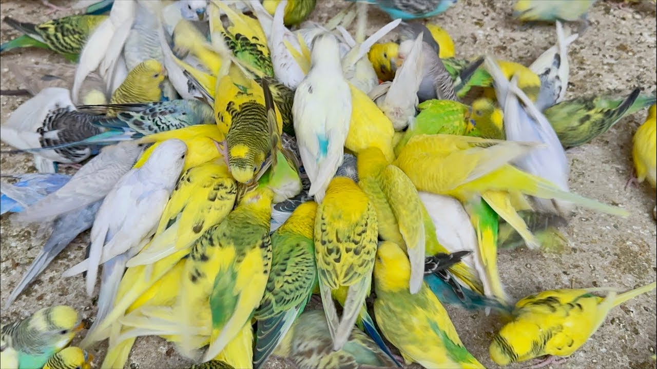 Most Hungry Birds Fighting For Food And Getting Healthy Mix Seeds Warm diet treat 🦜