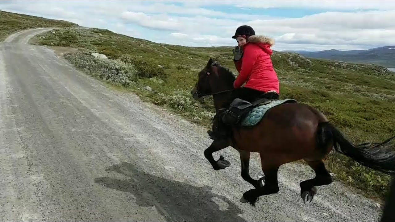Fjellrittet