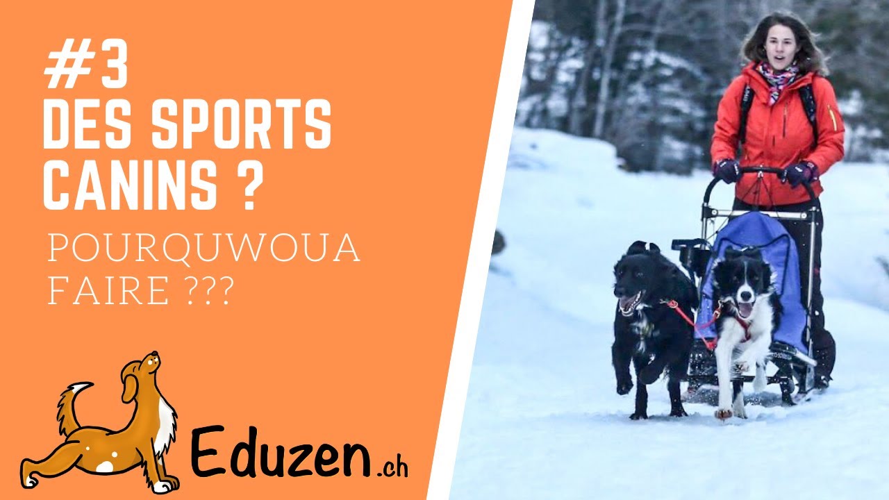 Les sports canins... Pourquwafaire ? - #chien #educationcanine