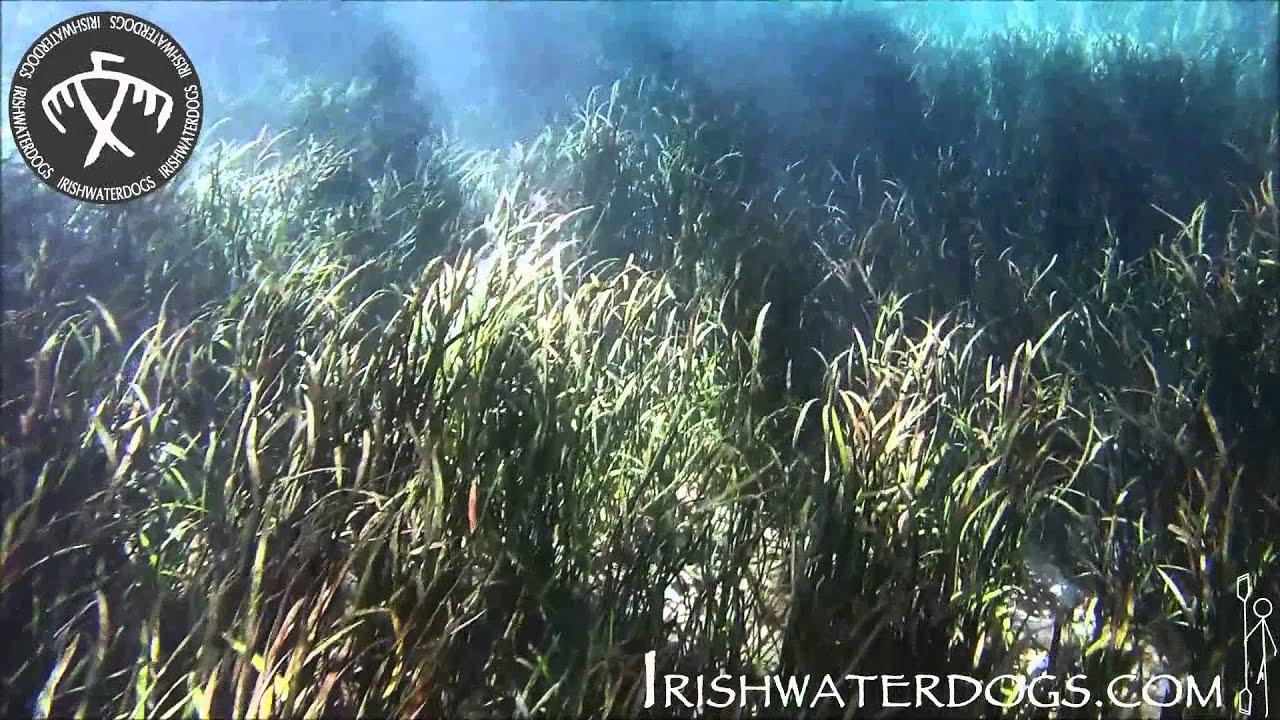 Ichetucknee River, Florida. IRISHWATERDOGS. Beneath the surface.
