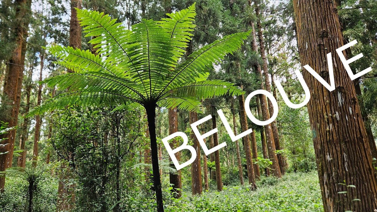 FORÊT DE BELOUVE - LA REUNION - Live