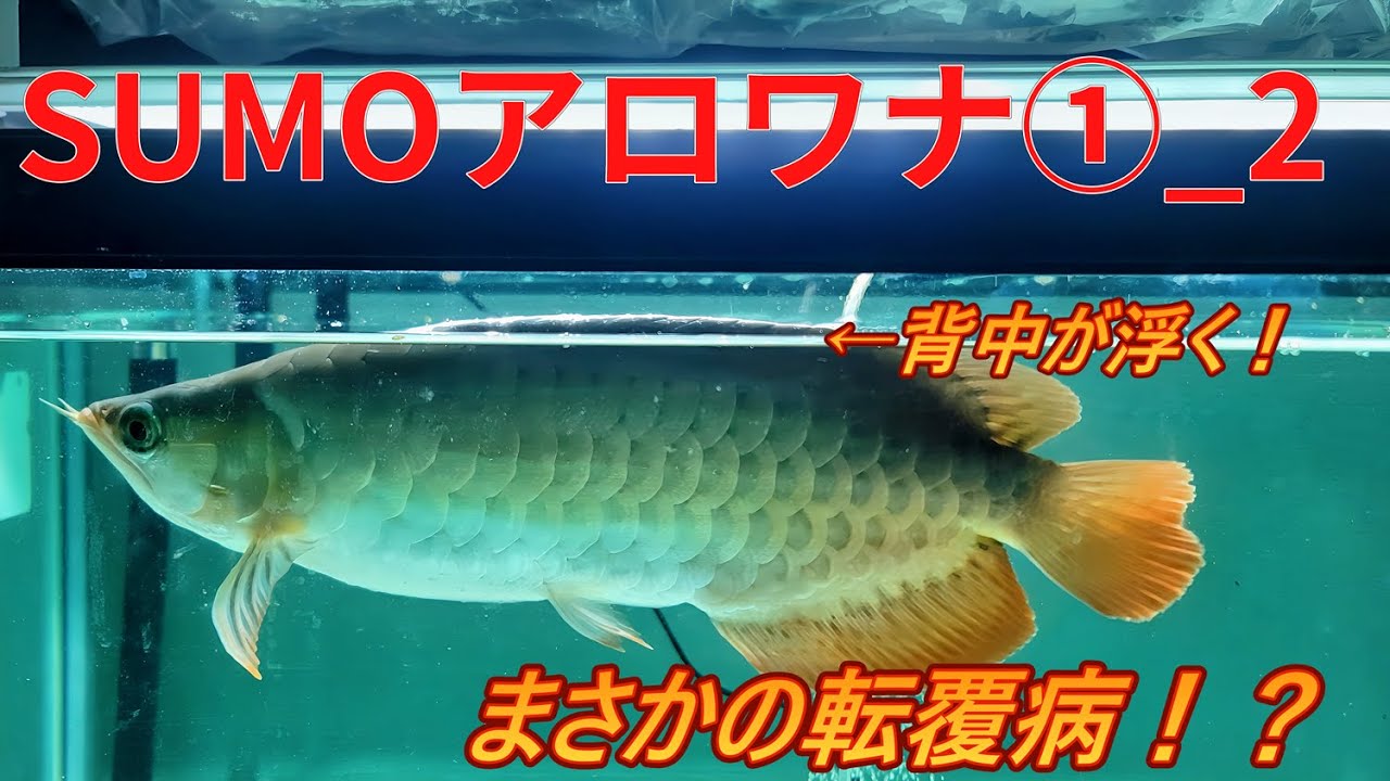 SUMOアロワナ　まさかの転覆病！？