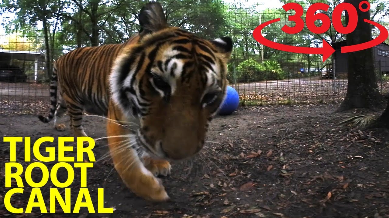 Get an incredible look inside a tiger’s mouth in VR