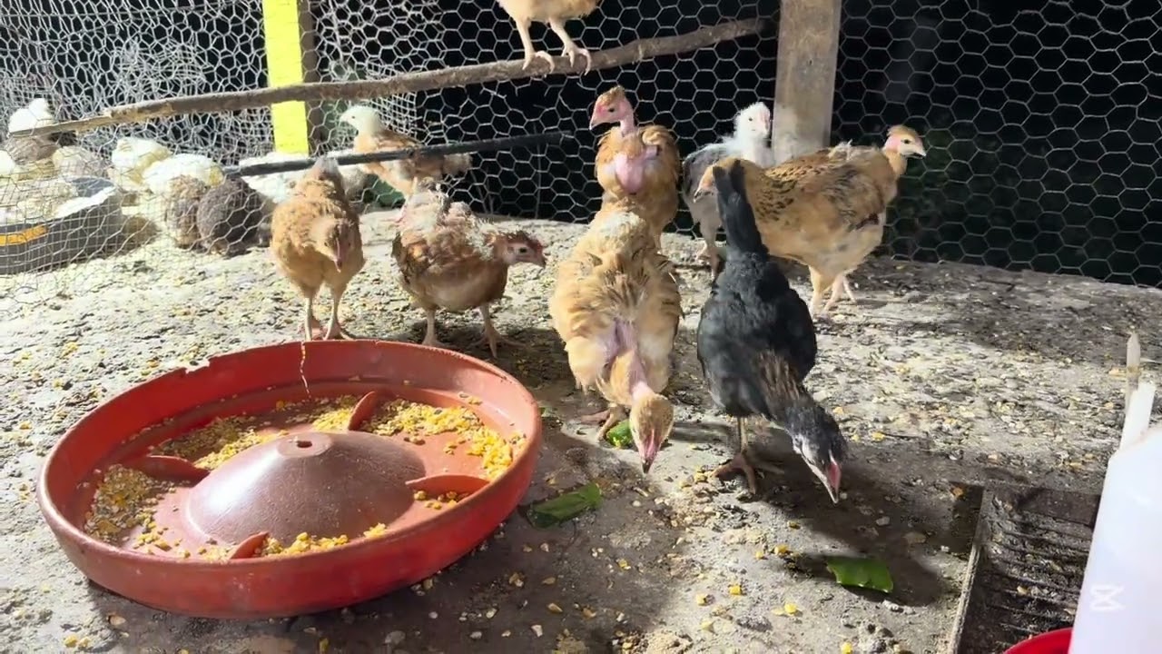 Alimento variado y producto casero medicinal  🐓 🦃 🦆 #gallinablanca 