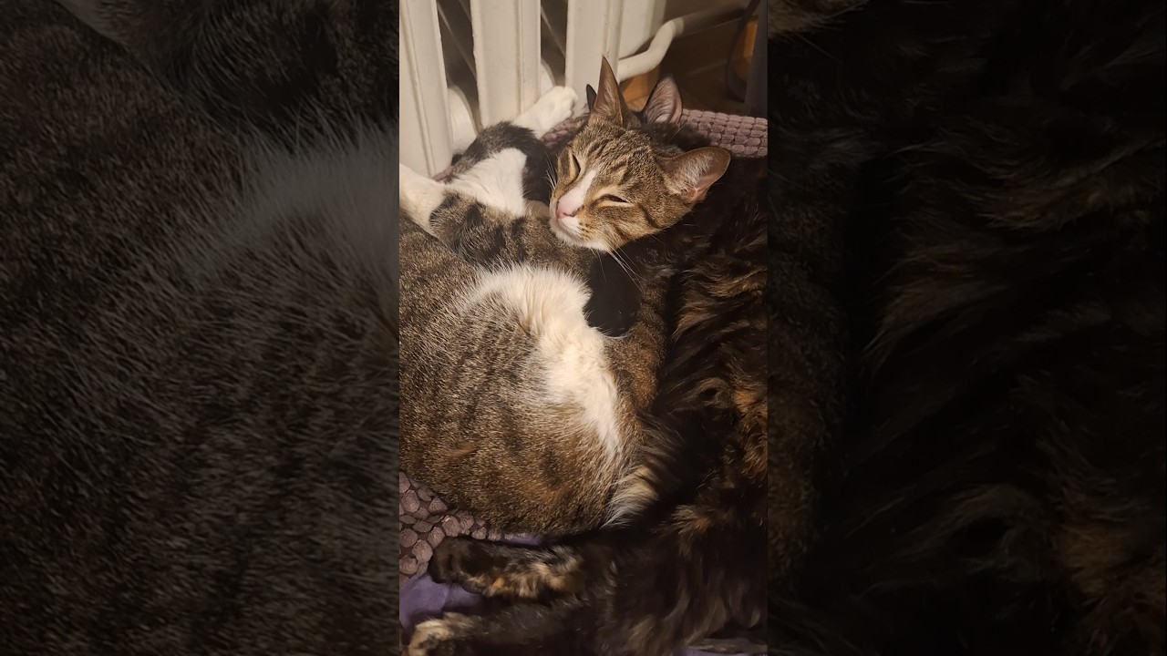 #cat #carlthecat #love #толстаяcat #kitten #котбарон #cute #cats #funny #pets #catvideos #kitty #fun