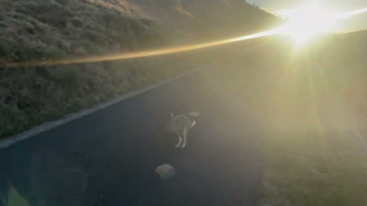 Septembre 25 dans la voie du lièvre aux chiens courants