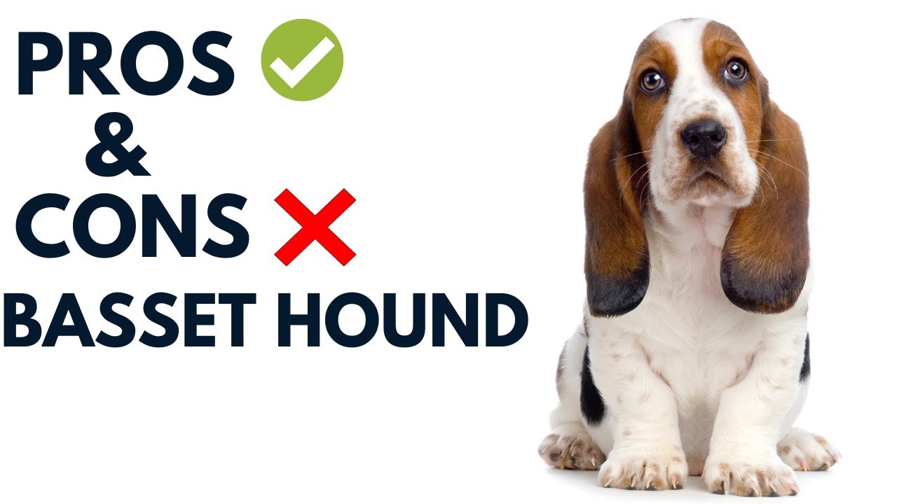 The Pros and Cons of Owning a Basset Hound | A Comprehensive Guide to the Good and the Bad