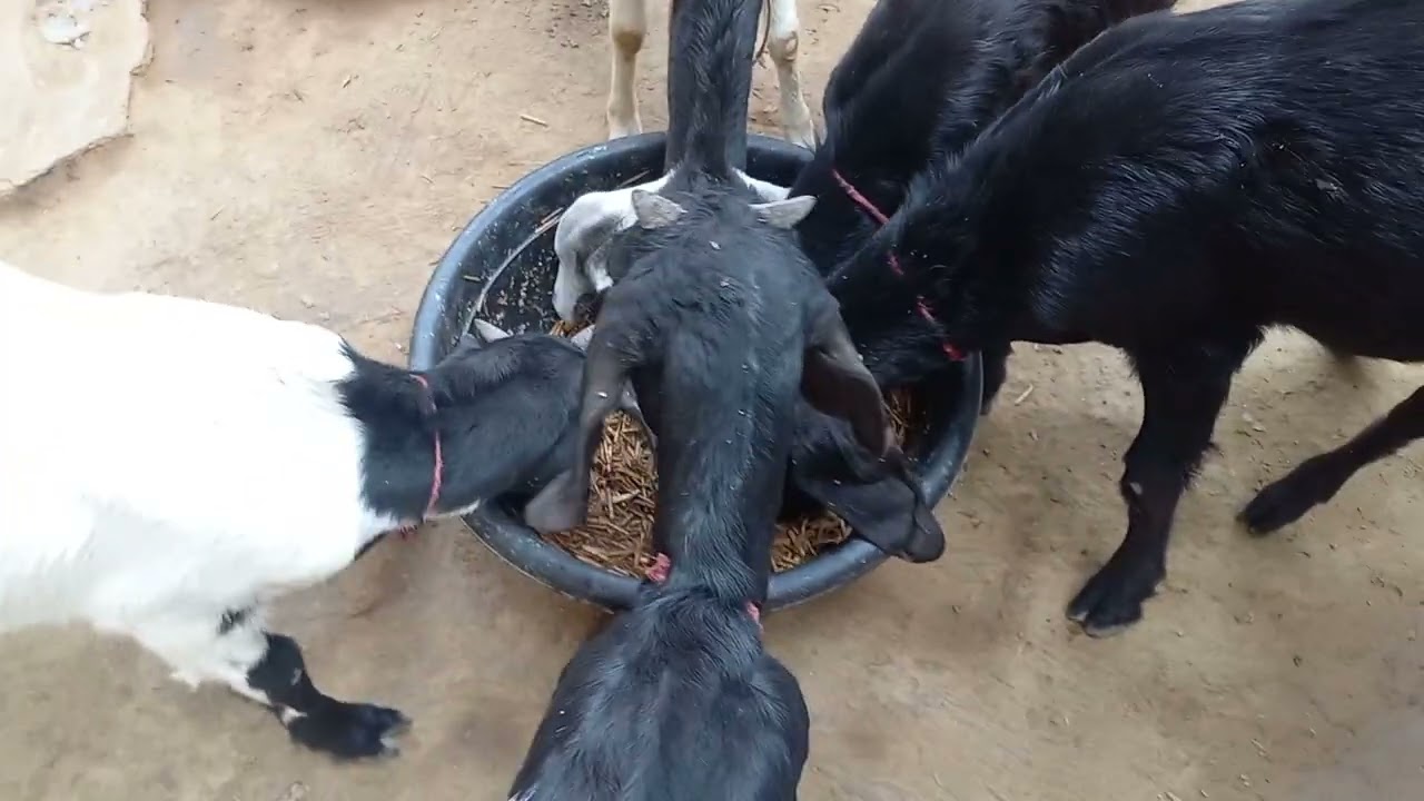 🐐 Peaceful Goats Devouring Their Favorite Food | Relaxing Farm ASMR