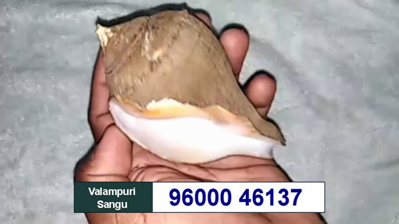 இந்தியன் வலம்புரி சங்கு ஒரிஜினல் டூப்ளிகேட் கண்டுபுடிப்பது எப்படி? | Indian Valampuri Sangu Original