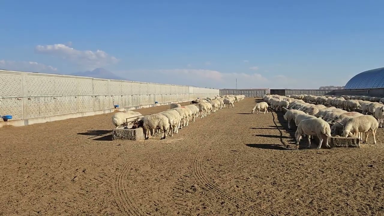 We fed the sheep,daily farm life 2