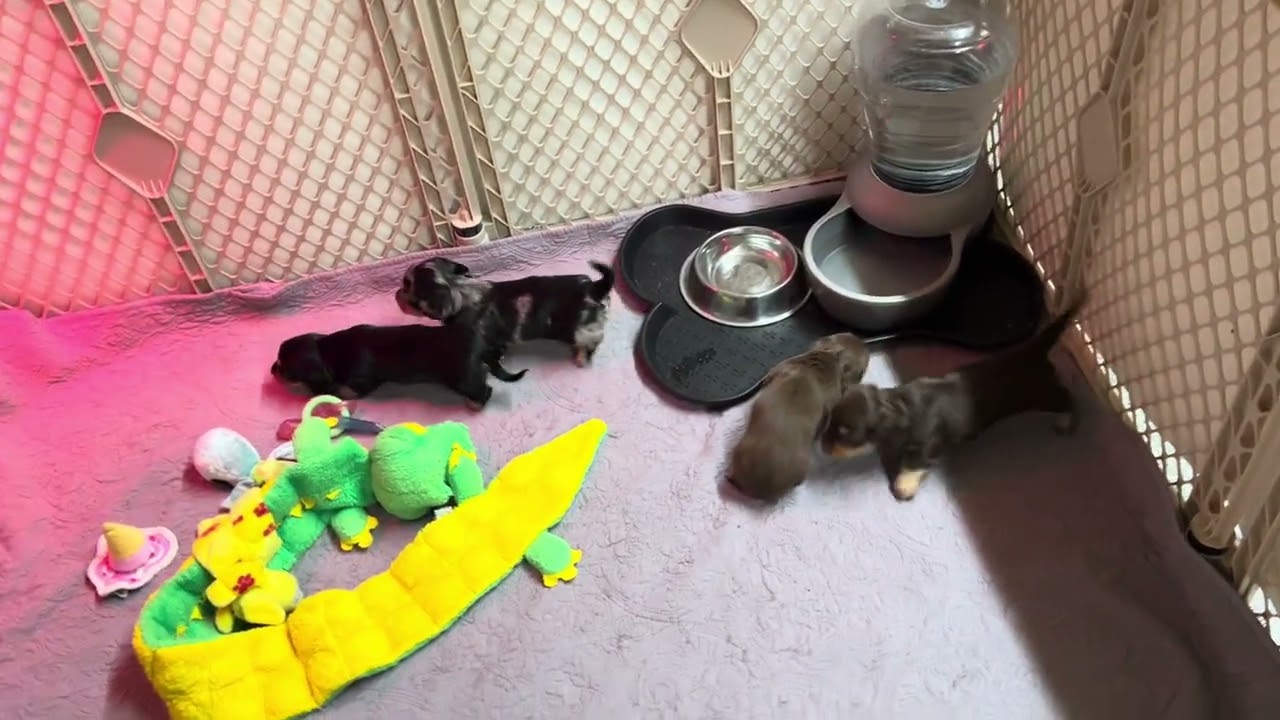 Indigo's S Litter 4 Weeks Old