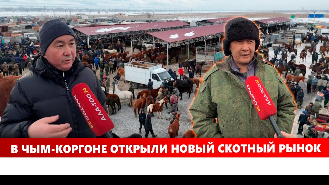 В Чым-Коргоне открыли новый скотный рынок