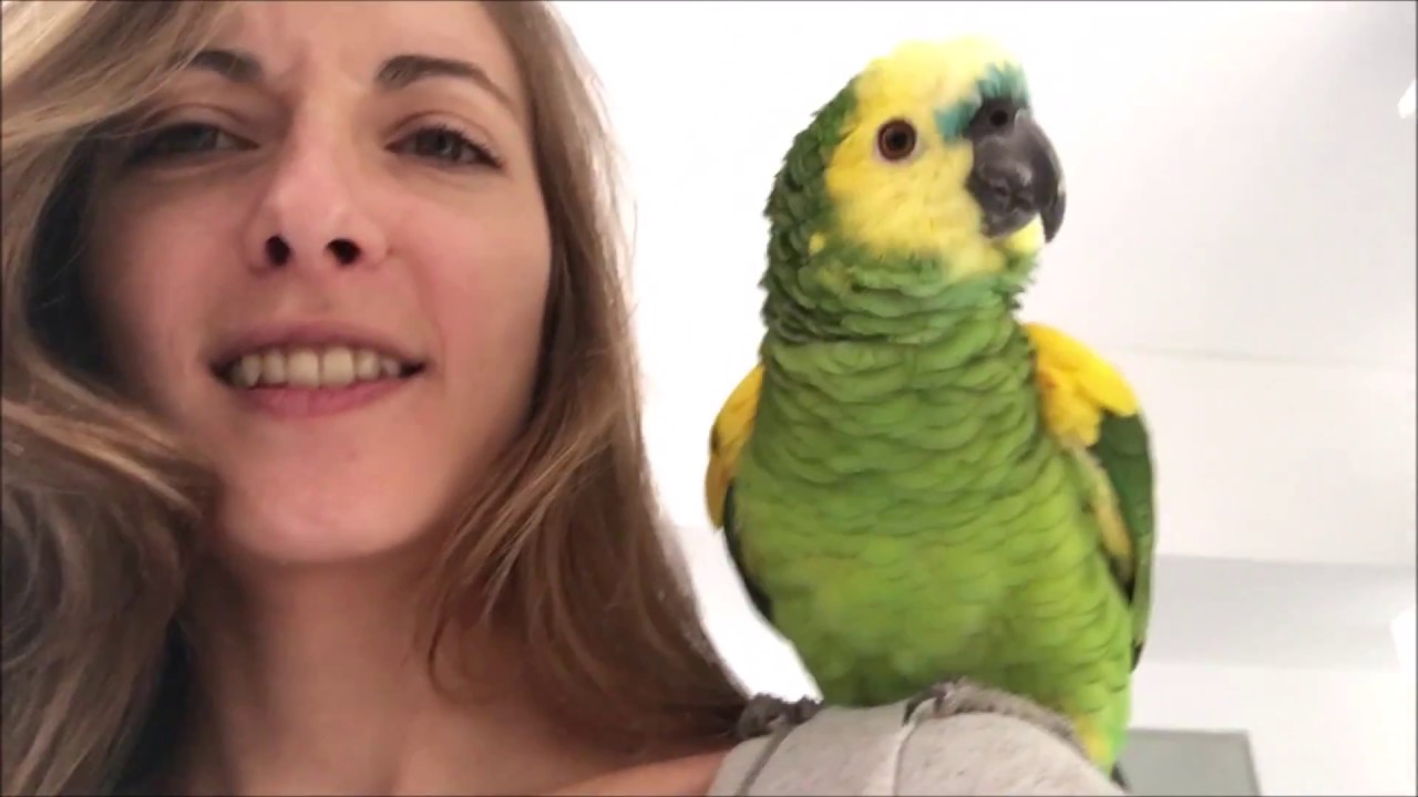con Coco mi loro bebe Amazonas Aestiva