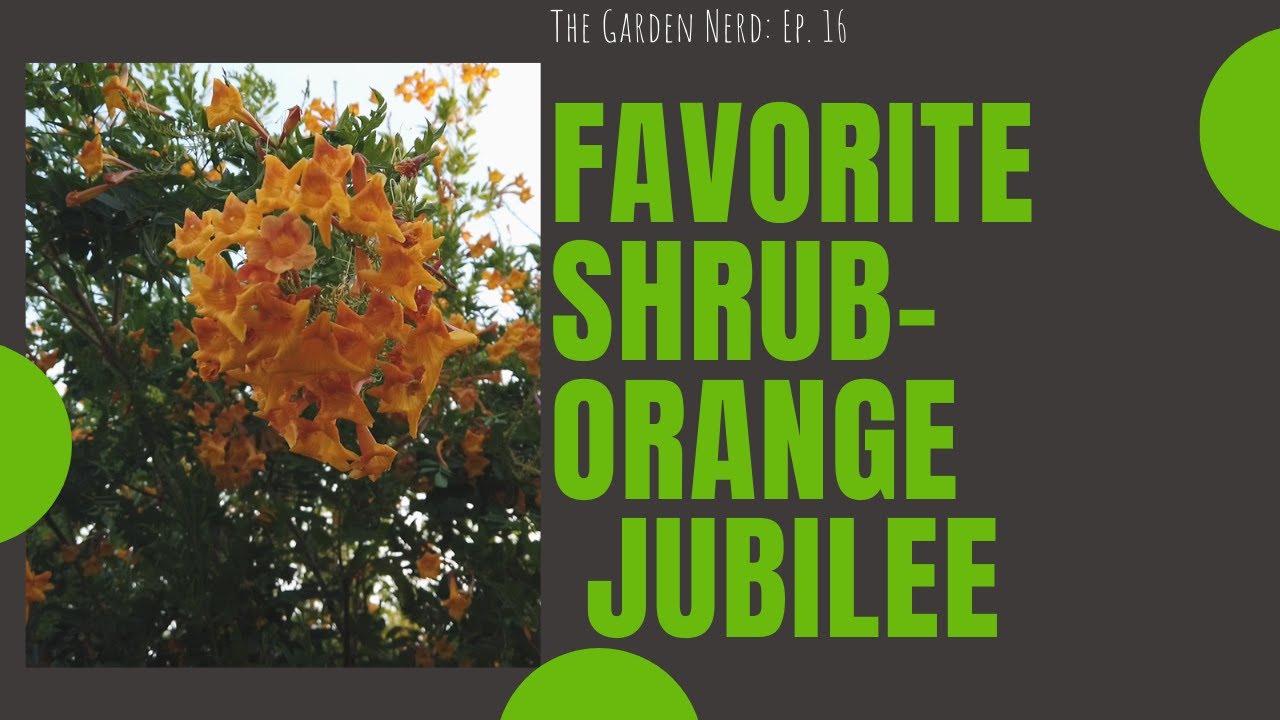 Orange Jubilee-Tecoma Shrub
