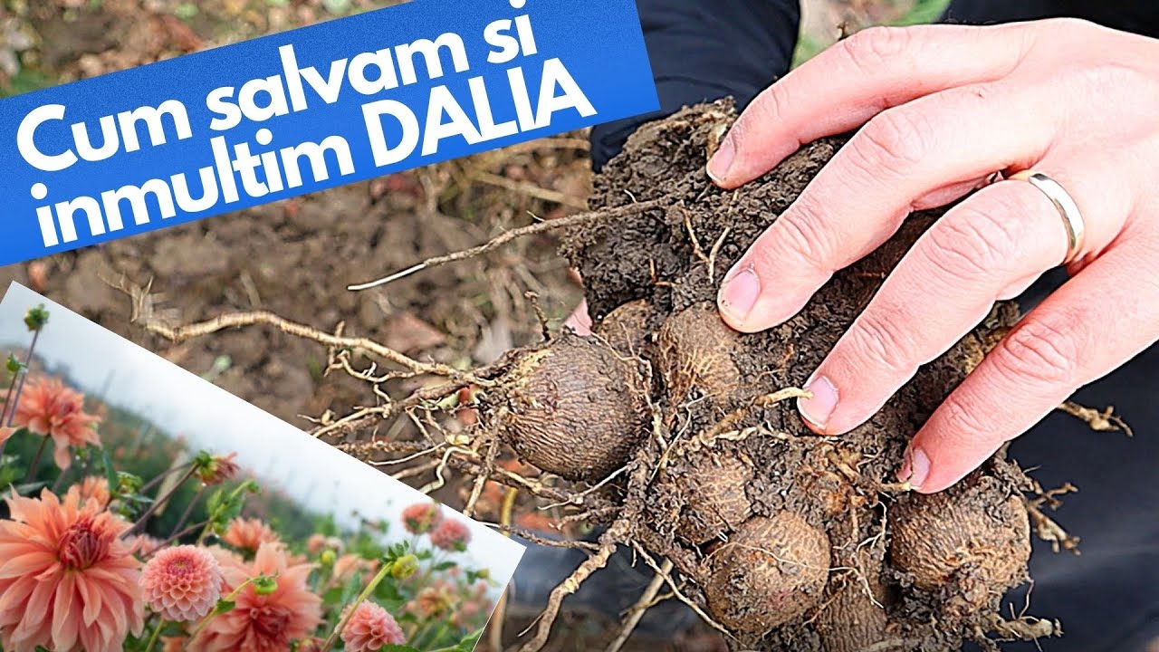 DALIA magnet pentru polenizatori – Cum salvam si inmultim DALIA