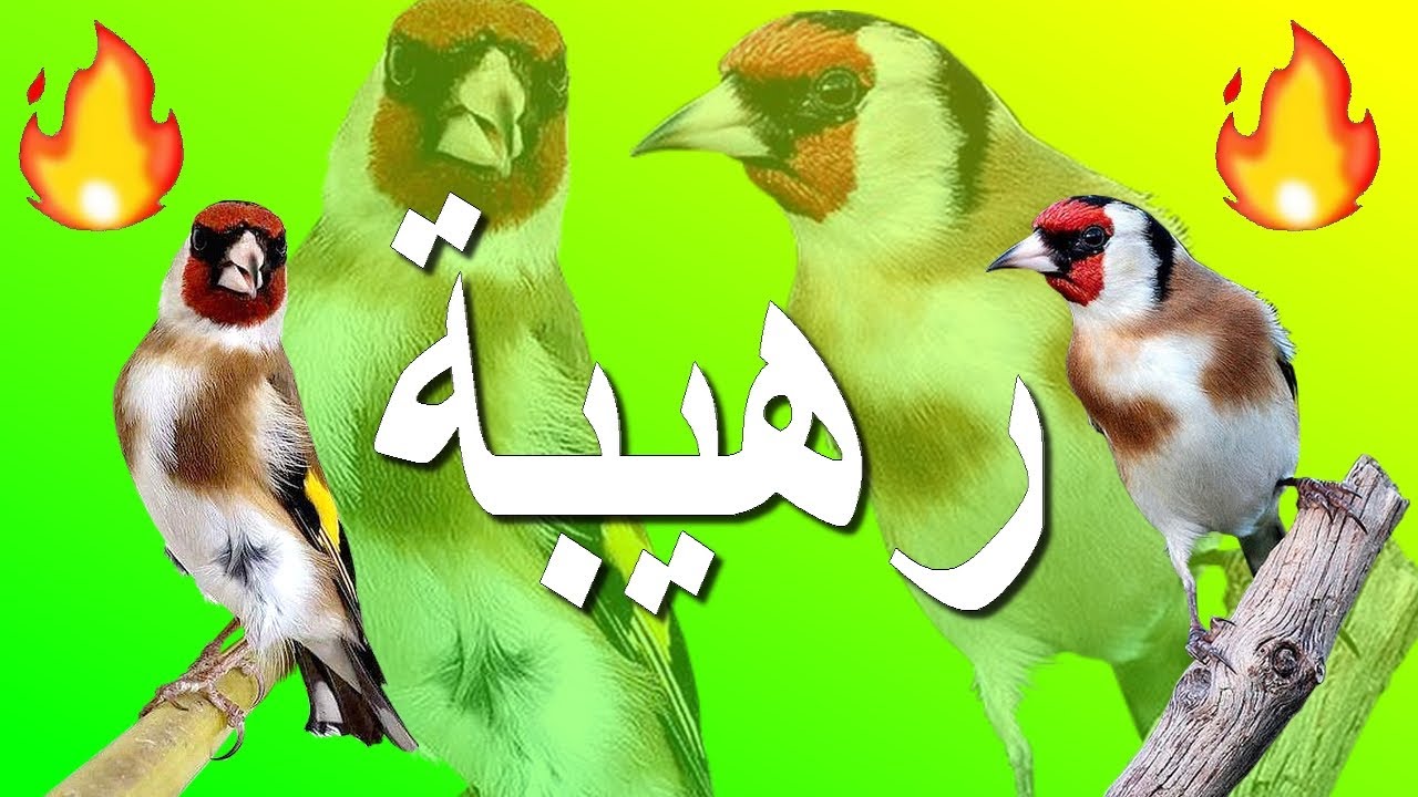 لايغرد ؟ أسمعه هذه البتبتة وراقب عن كثب (بتبتة+ستستة) تفقد ذكور الحسون صوابها 🔥🔥🔥
