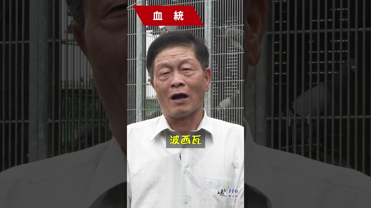 【洪友龍競翔鴿舍】現役入賞血系介紹