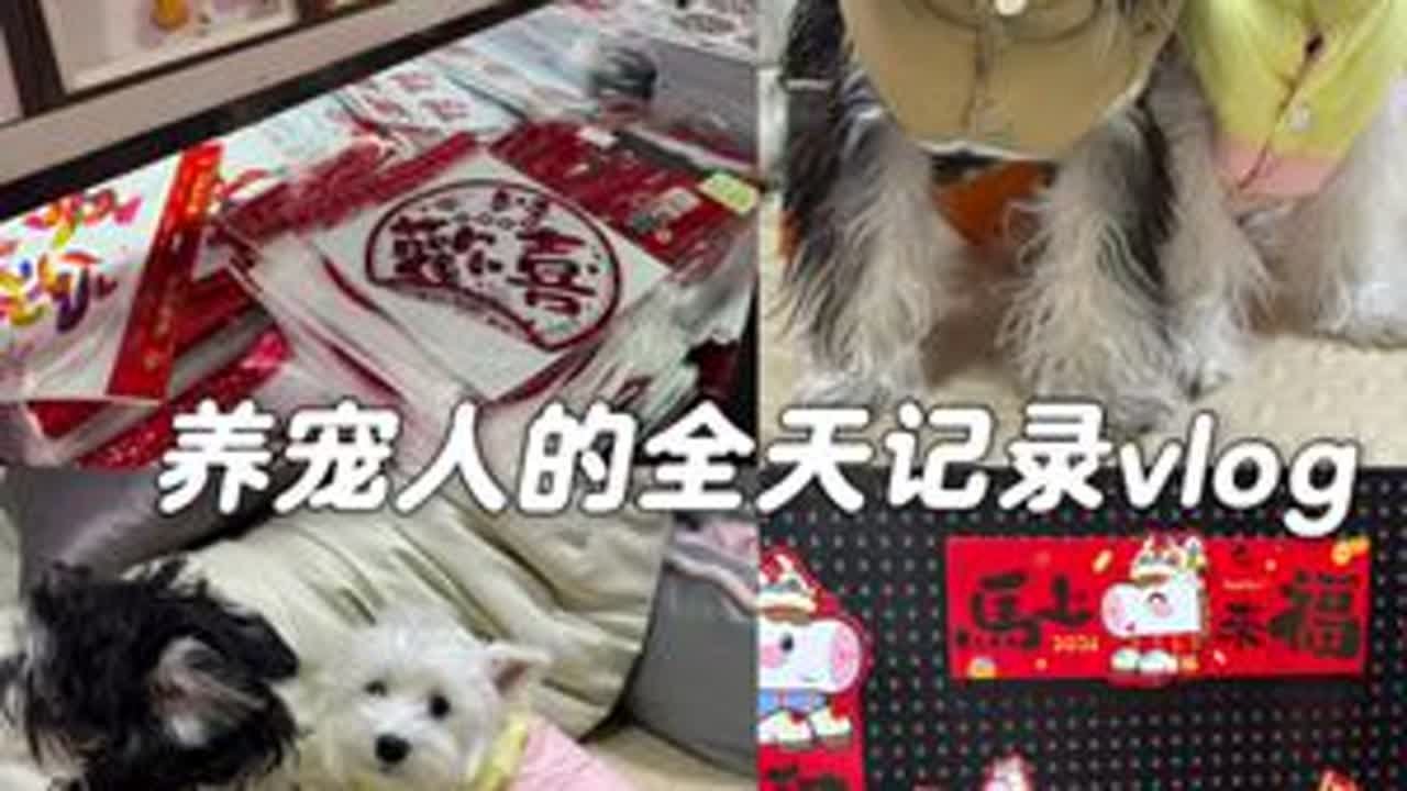 vlog.074 | 养宠人的全天记录，快过年了，出门采购一波喜庆的物资#vlog日常 #雪纳瑞 #萌宠出道计划 #十亿流量扶持计划 #养狗日常