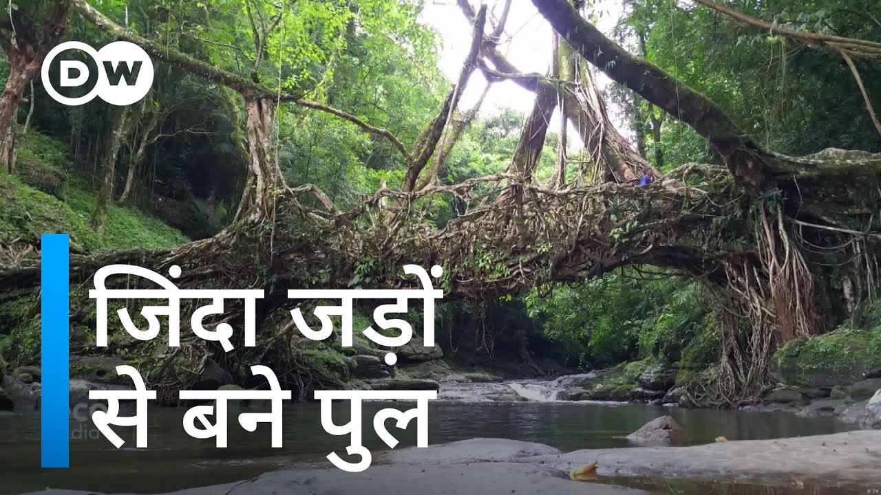 जड़ों से पुल बुनते हैं मेघालय के खासी [Living-root bridges in India by Khasi community]