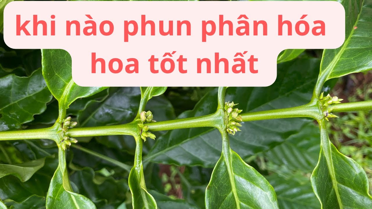 Thời điểm nào tốt nhất để phun phân hóa mầm hoa cho cây cà phê.#caphe #kythuatchamsoccaphe 
