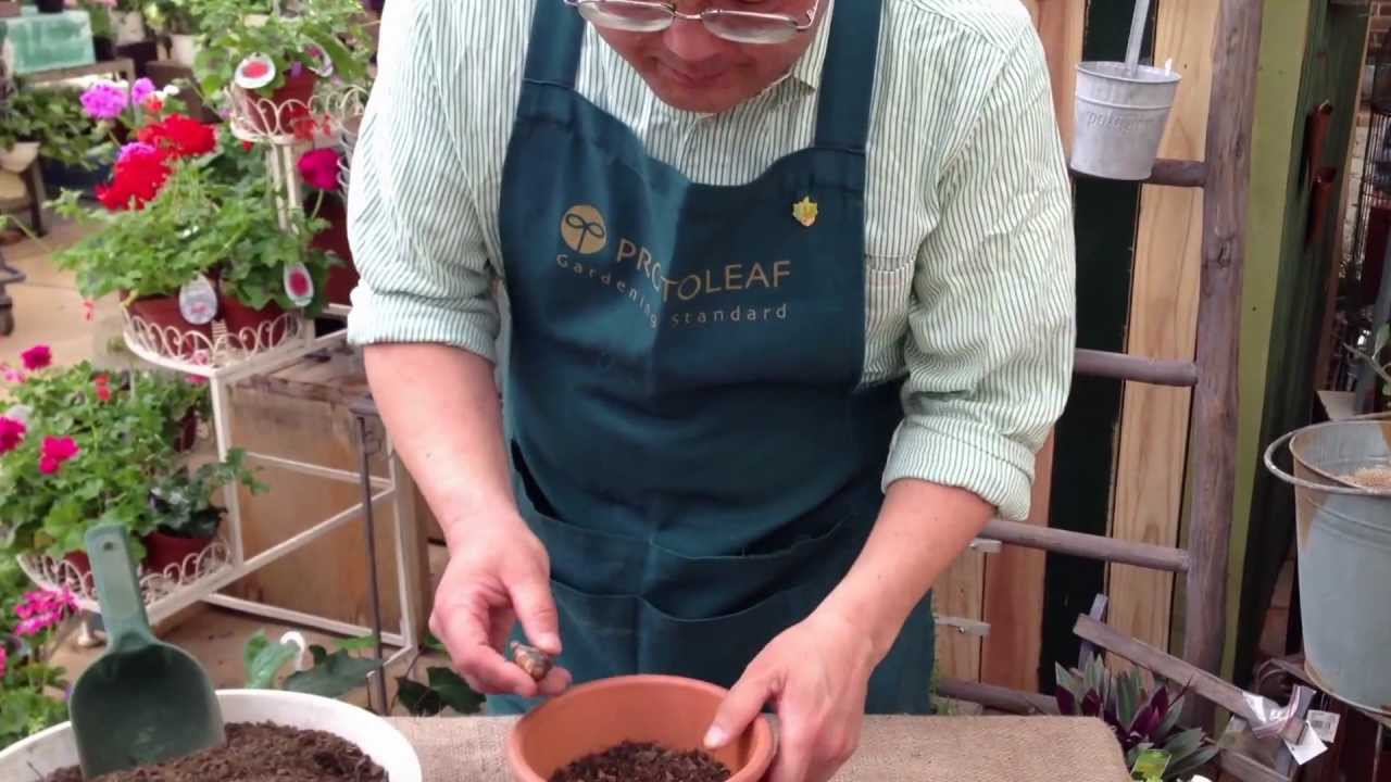 レインリリー ゼフィランサスの植え方・育て方・日常管理